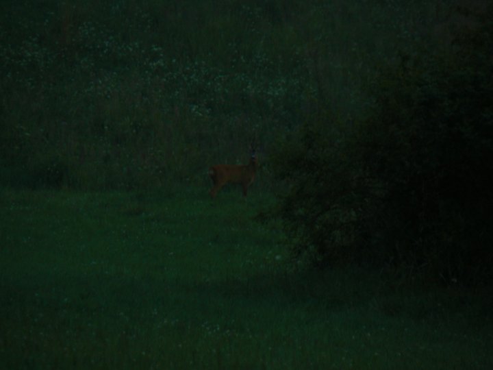 Fotografia  druhu  srnec lesný  