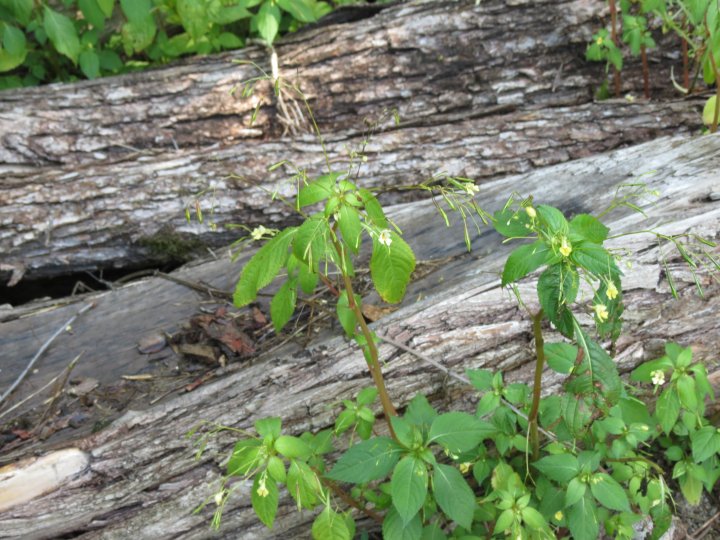 Fotografia  druhu  Netýkavka malokvetá