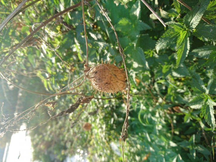 Fotografia  druhu  Ježatec laločnatý