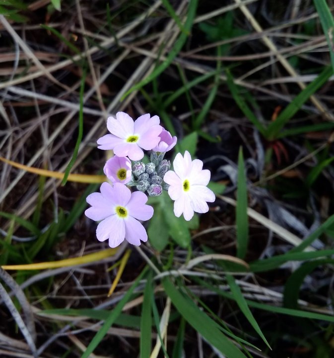 Fotografia  druhu  prvosienka pomúčená