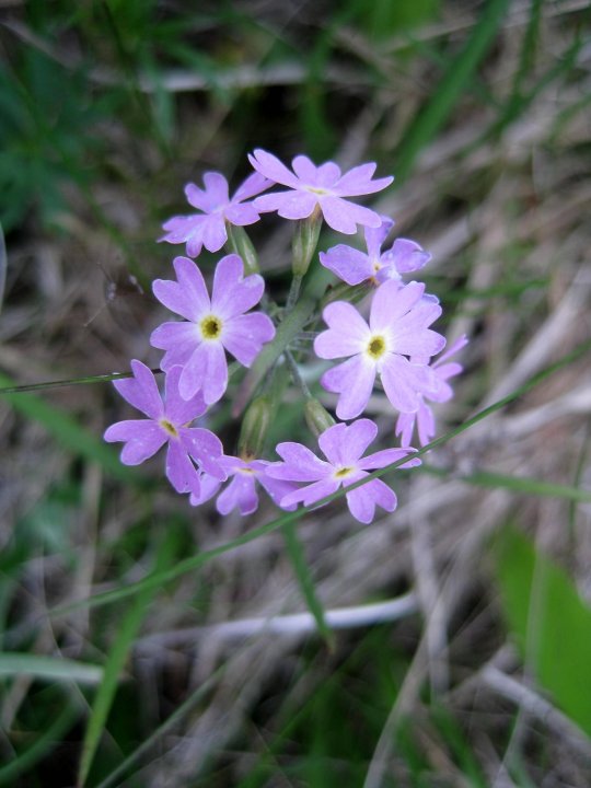 Fotografia  druhu  prvosienka pomúčená