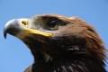 Ikona článku Mláďatá orla skalného opúšťajú hniezda