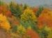 Ikona článku Jesenné vyfarbovanie a opadávanie listov stromov