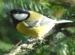 Ikona článku VIDEO - Fascinujúce vtáčie divadlo na kŕmidle