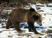 Ikona článku Medvede opúšťajú zimné brlohy