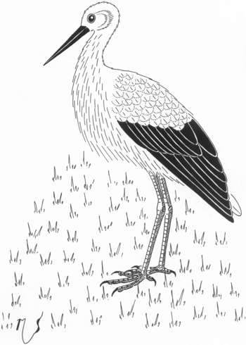 Ilustrácia bociana bieleho