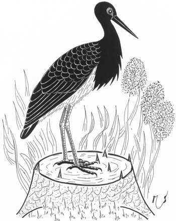 Ilustrácia bociana čierneho