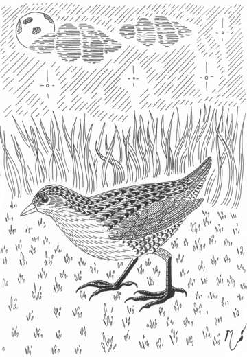Ilustrácia chriašteľa