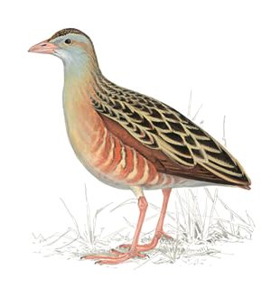 Ilustrácia chriašteľa poľného (Crex crex)