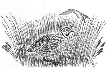 Ilustrácia prepelice