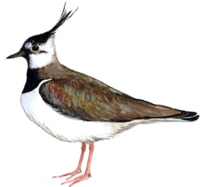 Ilustrácia cíbika chochlatého (Vanellus vanellus)