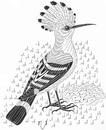 Ilustrácia ducka chochlatého