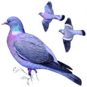 Ilustrácia - holub hrivnák