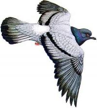 Ilustrácia letiaceho holuba