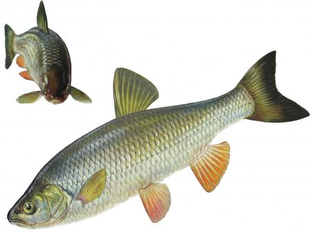 jalec hlavatý (Leuciscus cephalus) Ilustrácia jalca hlavatého (Leuciscus cephalus)