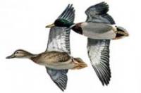 Ilustrácia letiacej kačice