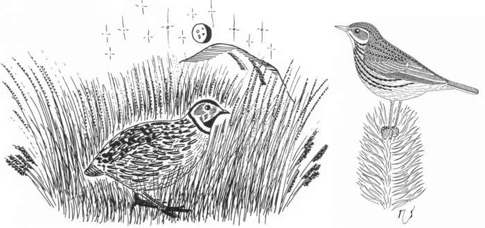 Ilustrácia prepelice a ľaptušky