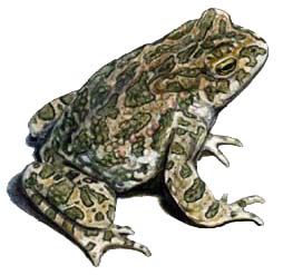 Ilustrácia ropuchy zelenej (Bufo viridis)