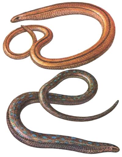 Ilustrácia slepúcha lámavého (Anguis fragilis)