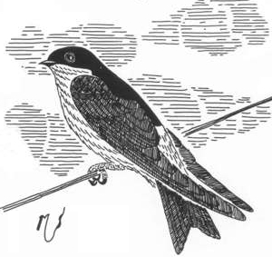Ilustrácia belorítky
