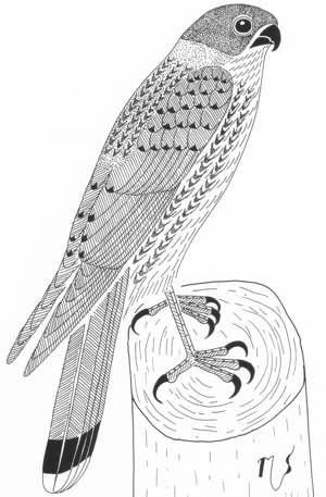 Ilustrácia sokola