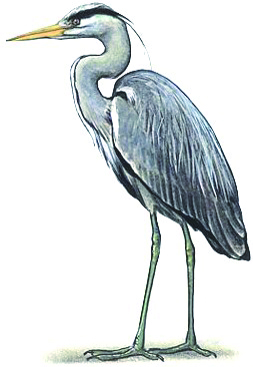 Ilustrácia volavky popolavej (Ardea cinerea)