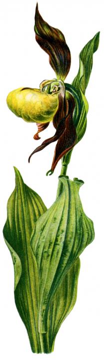 Ilustrácia - črievičník papučkový