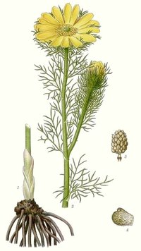 Ilustrácia hlaváčika jarného (Adonis vernalis)