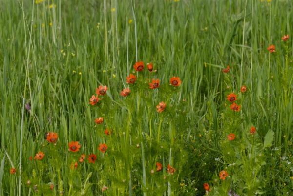 Fotografia hlaváčika letného (Adonis aestivalis)