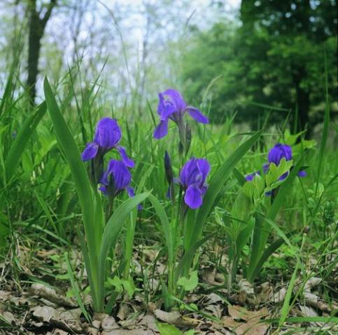 Fotografia druhu kosatec bezlistý uhorský