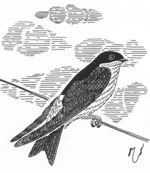 Ilustrácia belorítky