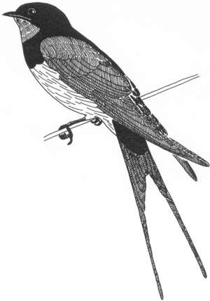 Ilustrácia lastovičky
