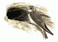 Ilustrácia brehule pri hniezde