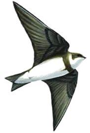 brehuľa hnedá / b. riečna (Riparia riparia) Ilustrácia brehule hnedej (Riparia riparia)