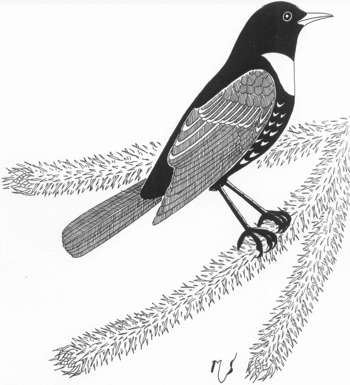 Ilustrácia drozda kolohrivého