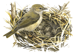 kolibkárik čipčavý (Phylloscopus collybita) Ilustrácia kolibkárika čipčavého (Phylloscopus collybita)