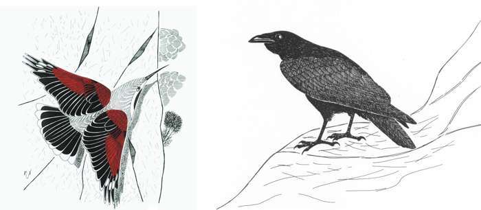 Ilustrácia murárika a krkavca