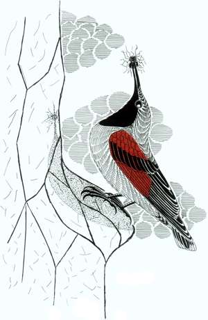 Ilustrácia murárika