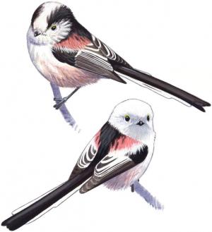 mlynárka dlhochvostá (Aegithalos caudatus) Ilustrácia samca a samice mlynárky dlhochvostej