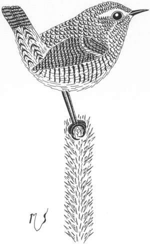 Ilustrácia orieška