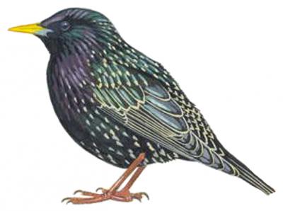 škorec lesklý (Sturnus vulgaris) Ilustrácia škorca lesklého (Sturnus vulgaris)