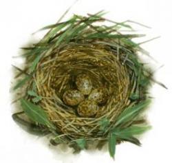 Ilustrácia znášky vajec v hniezde škovránka stromového
