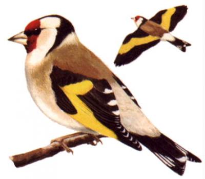 stehlík pestrý (Carduelis carduelis)