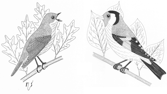 Ilustrácia slávika a stehlíka