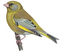 Ilustrácia stehlíka zeleného (Carduelis chloris)