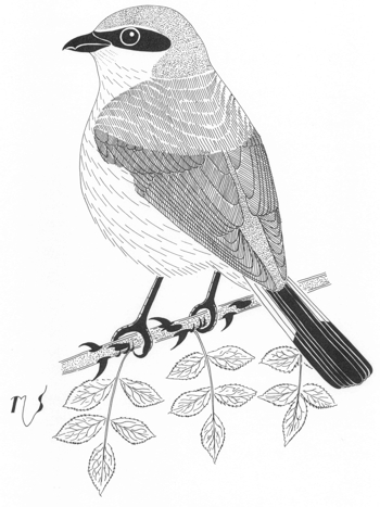 Ilustrácia strakoša