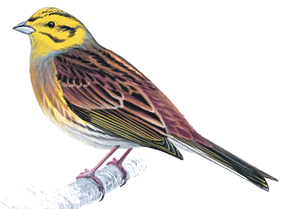 Ilustrácia strnádky žltej (Emberiza citrinella)