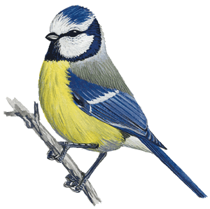 Ilustrácia - sýkorka belasá (Parus caeruleus)