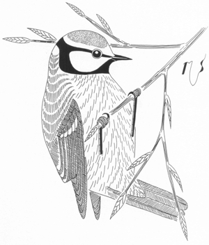 Ilustrácia sýkorky