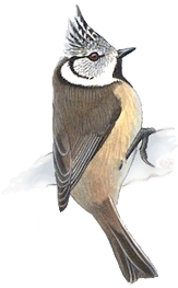 Ilustrácia sýkorky chochlatej (Parus cristatus)